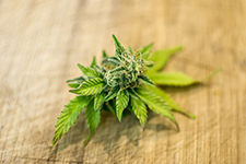 Canna Markets Group News and Articles Cannabis Leaf Image